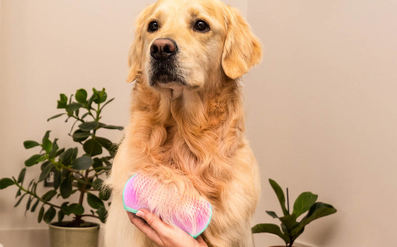 A Beginner’s Guide to Choosing the Right Brush for Grooming Your Dog