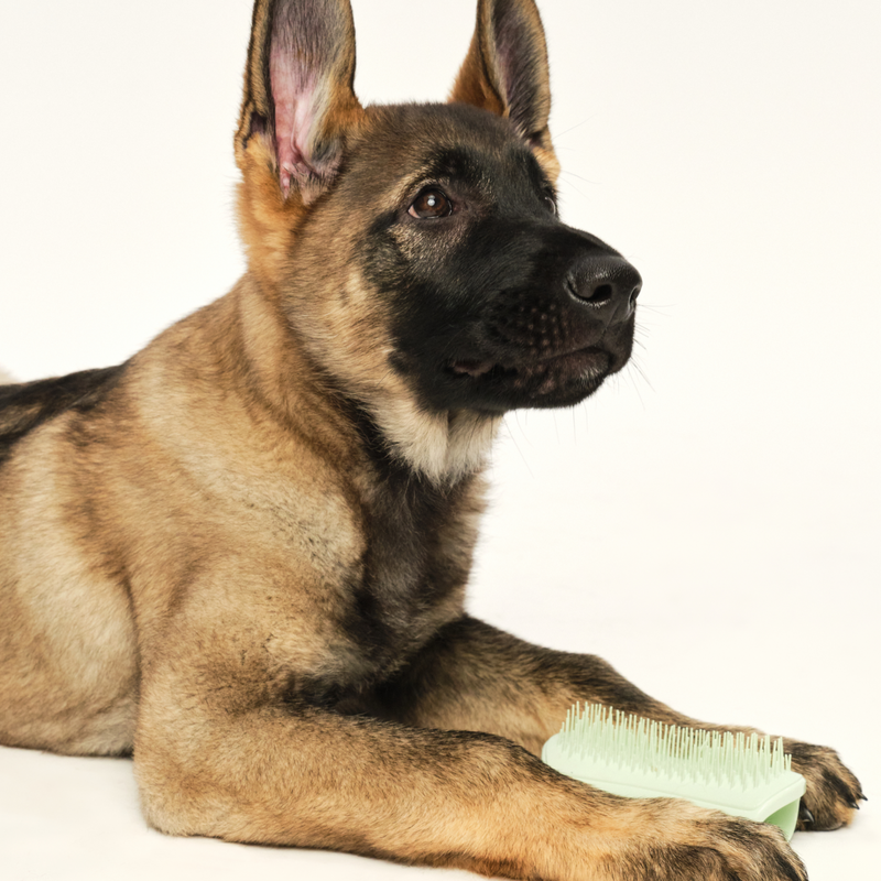 Puppy Brush