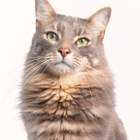 Cat Breed and Brush Guide