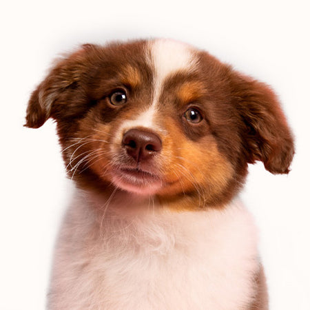 Want the low-down on all the pet grooming tips and tricks you need?