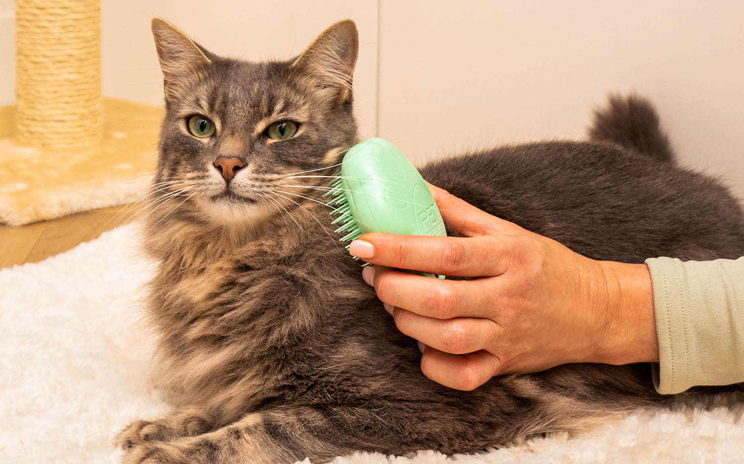 Best cat grooming tools for matted fur best sale