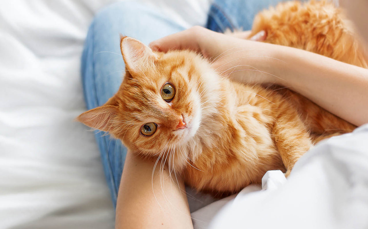 Our 3 Top Tips to Avoid Cat Scratches While Grooming