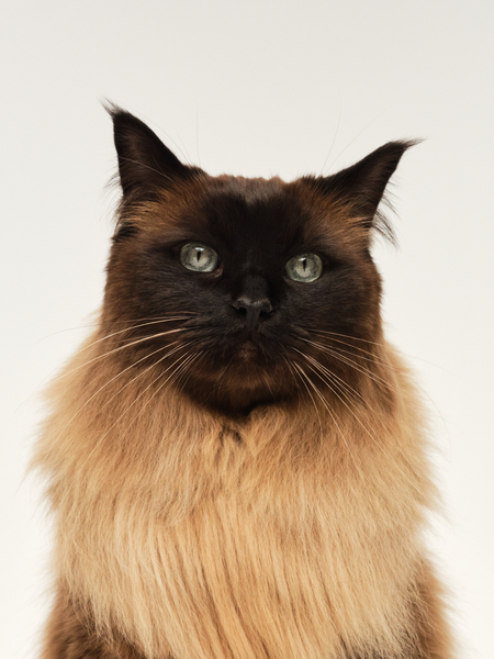 Cat Breed and Brush Guide