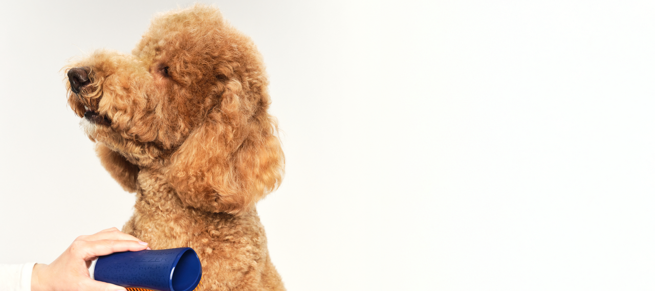 For your furry best friend