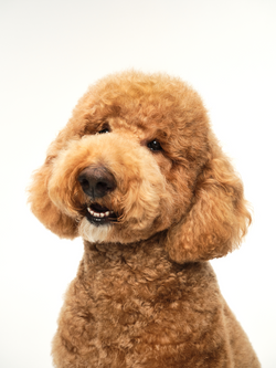 Dog Breed and Brush Guide