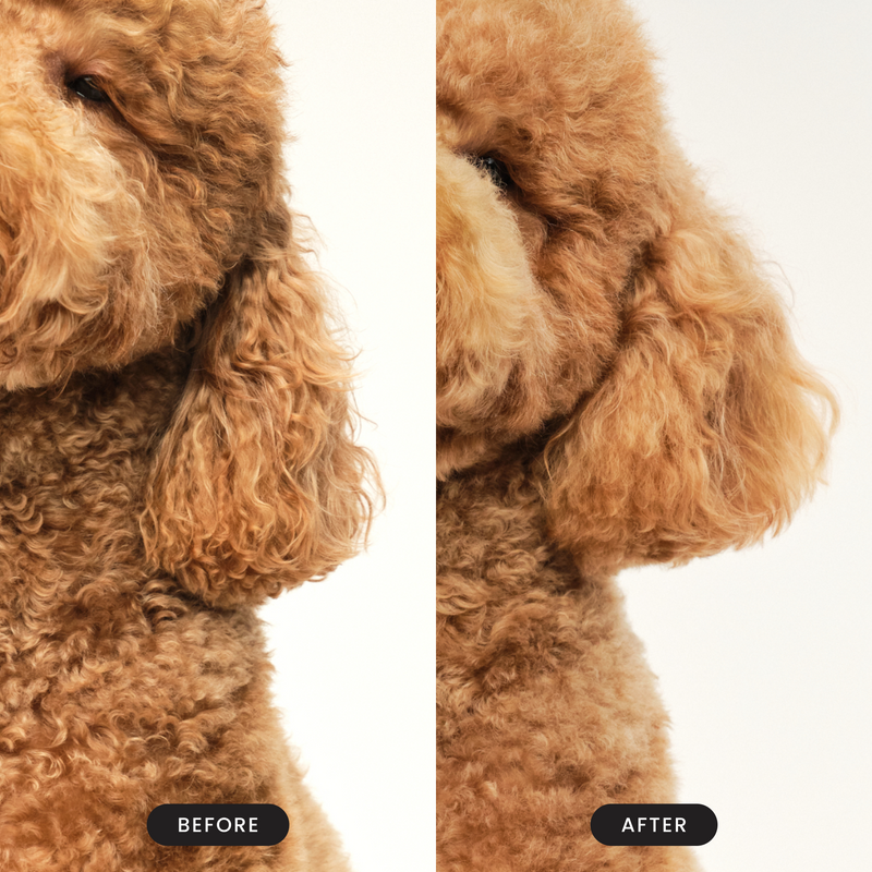 Detangling Dog Grooming Brush