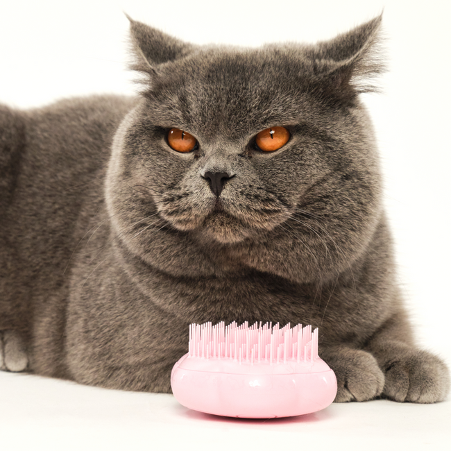 Cat Grooming Brush | Tangle Teezer – Tangle Teezer US