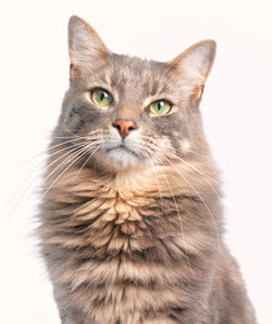 Cat Breed and Brush Guide