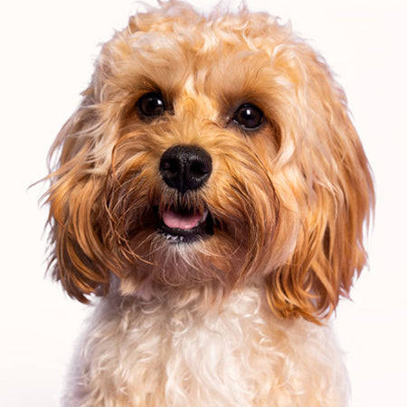 Dog Breed and Brush Guide