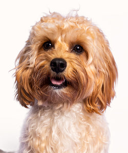 Dog Breed and Brush Guide